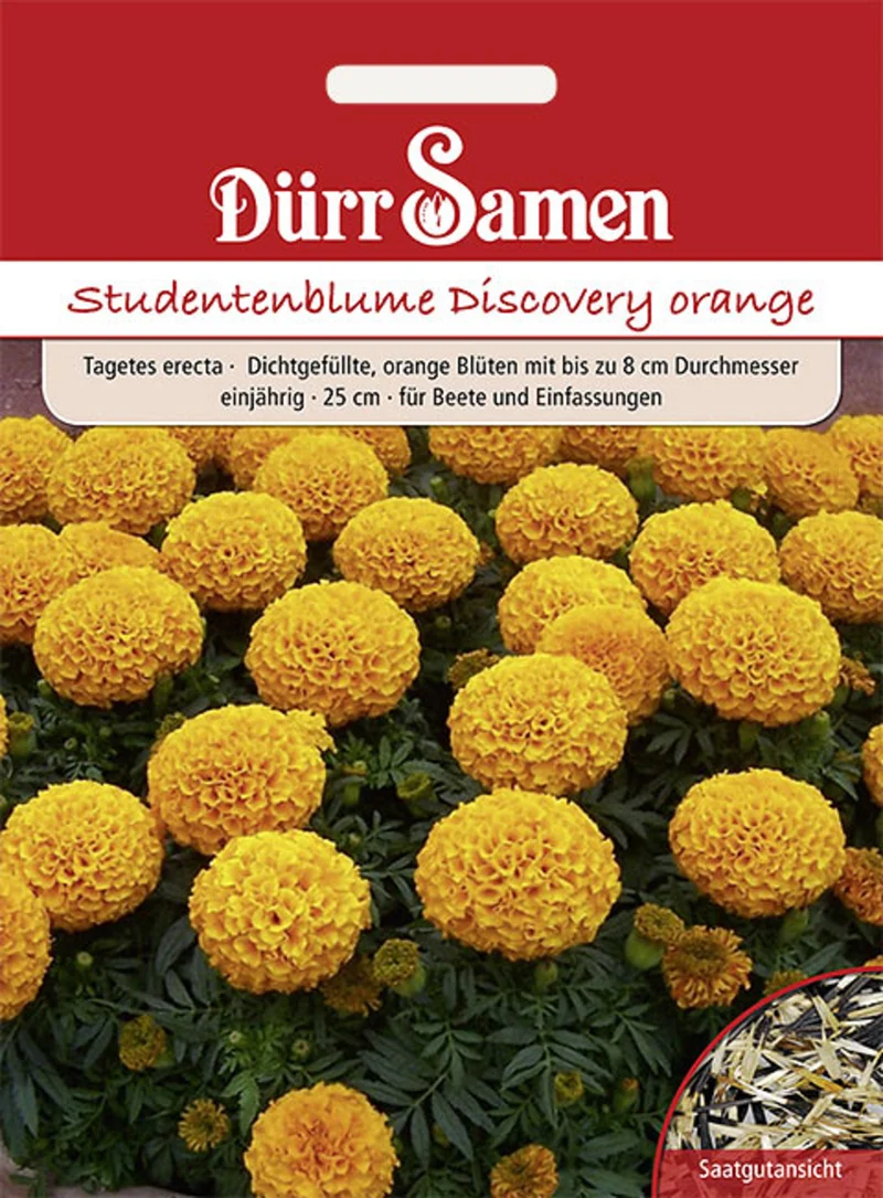 Studentenblume Discovery orange Saatgut