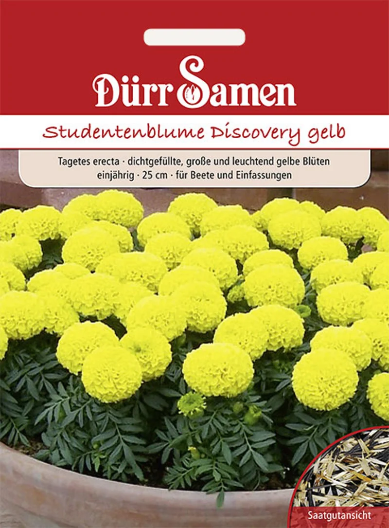 Studentenblume Discovery gelb Saatgut