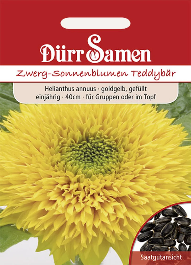 Sonnenblume Teddybär Saatgut