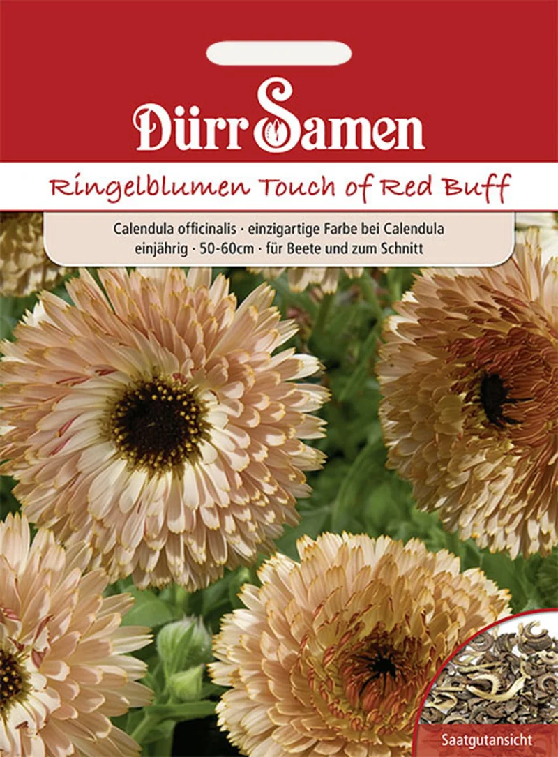 Ringelblume Touch of Red Buff Saatgut