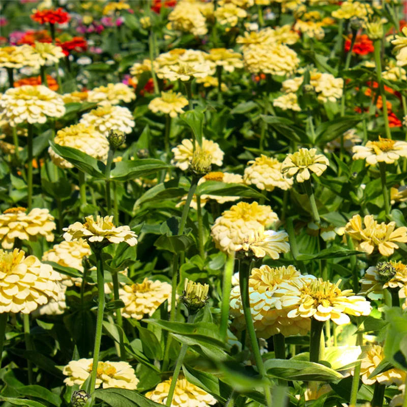 Zinnie - Isabellina Creamy Yellow