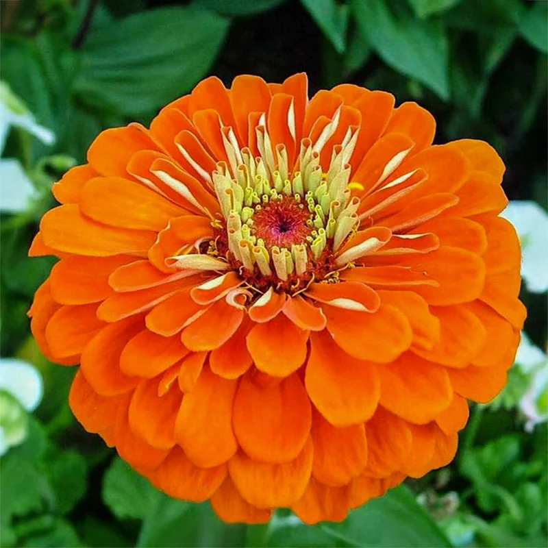 Zinnie - Orange King