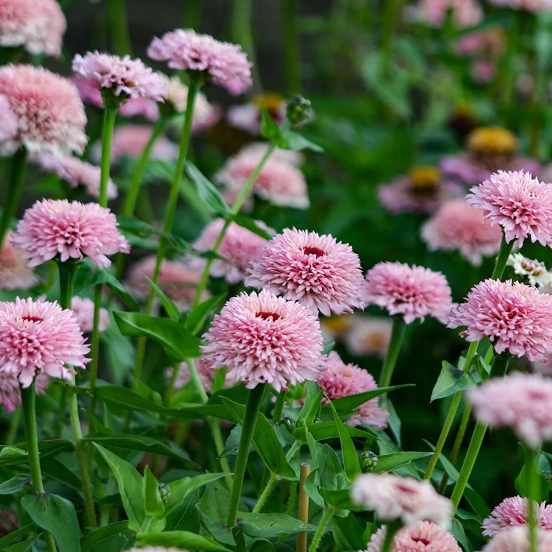 Zinnie - Zinderella Lilac