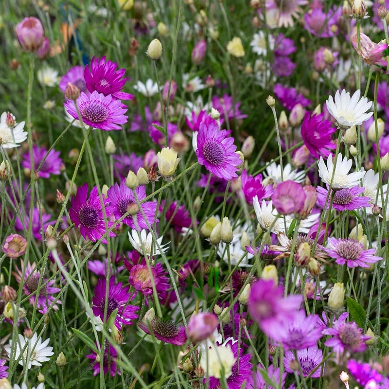 Papierblumen-Mix