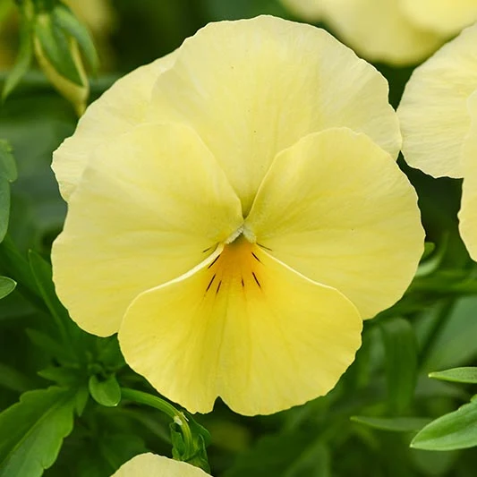 Stiefmütterchen - Cool Wave® Lemon F1