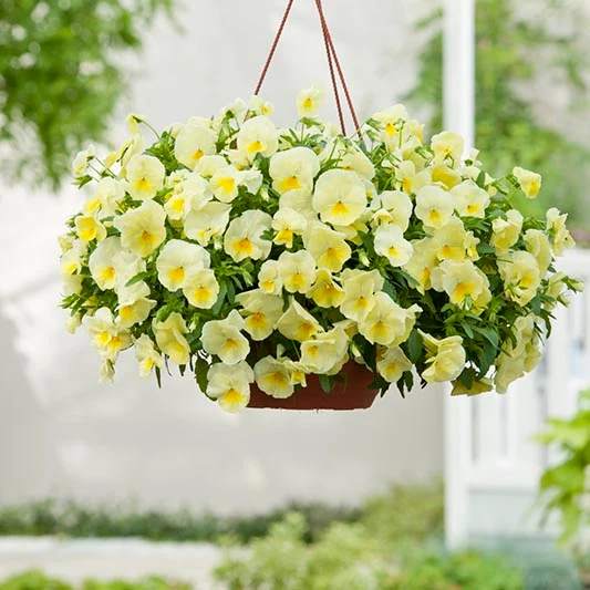 Stiefmütterchen - Cool Wave® Lemon F1