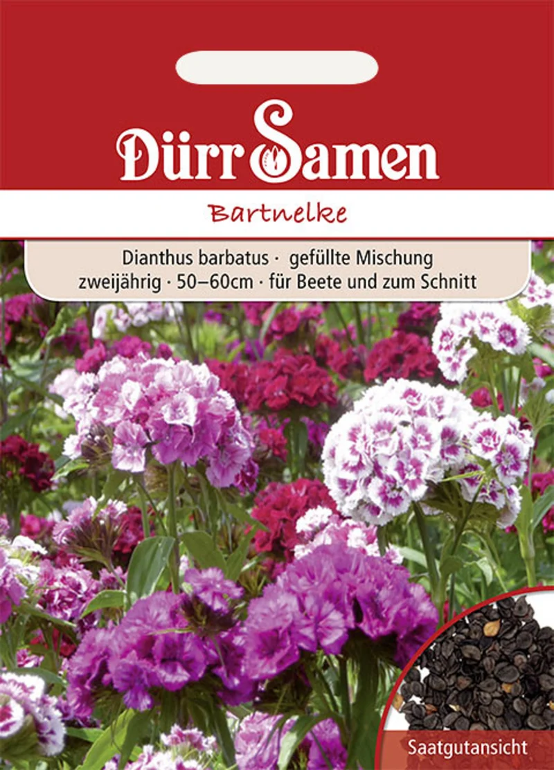 Bartnelke Mischung Saatgut