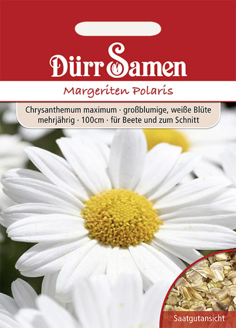 Margerite Polaris Saatgut