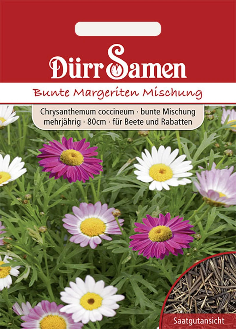 Bunte Margeriten Bunte Mischung Saatgut