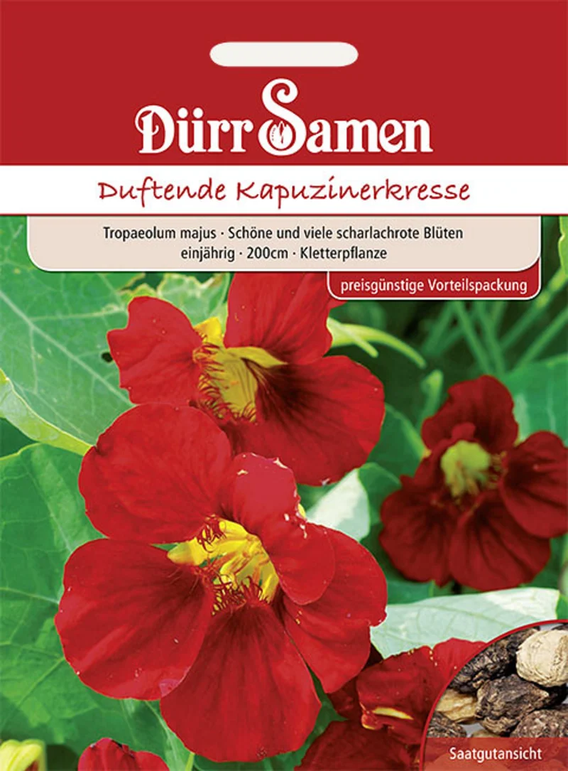 Kapuzinerkresse rot rankend Saatgut