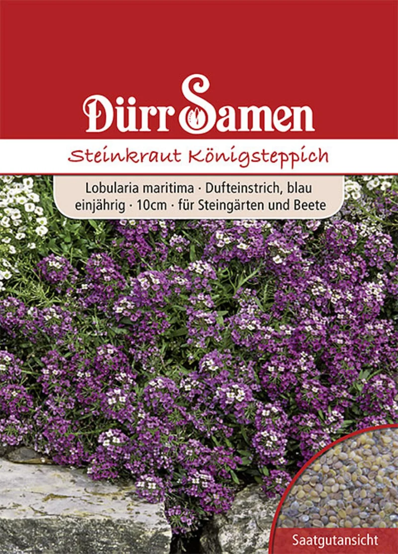 Steinkraut Königsteppich weiß Saatgut