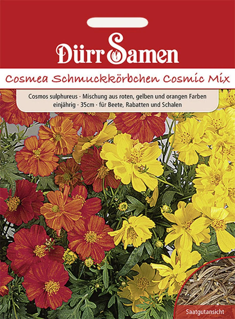 Cosmea Cosmic Mix gelb rote orange Töne Saatgut