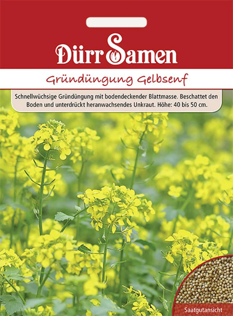 Gründüngung Gelbsenf 500 g Saatgut