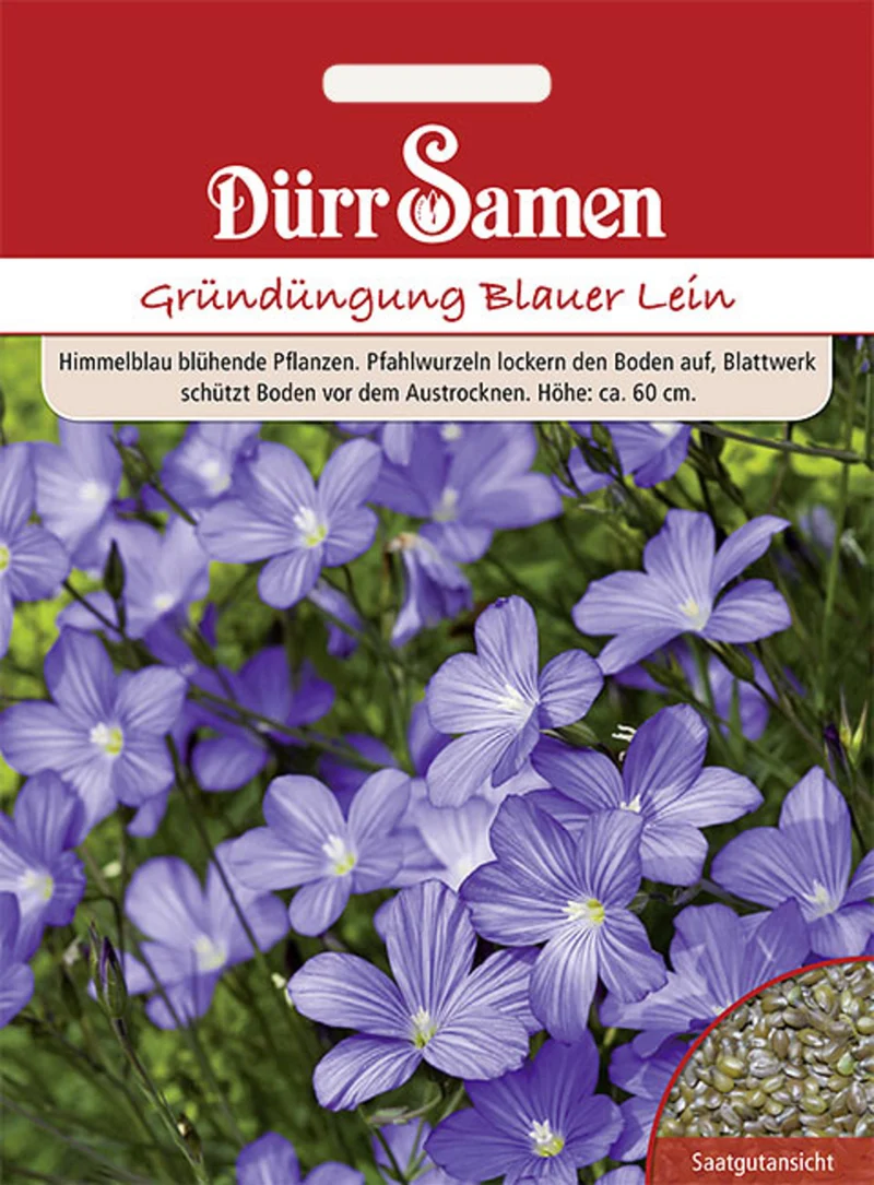 Gründüngung Blauer Lein 60 g Saatgut