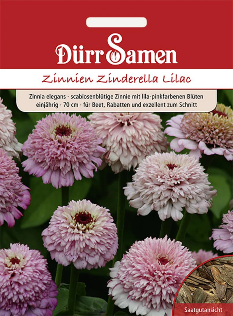 Zinnie Zinderella Lilac Saatgut