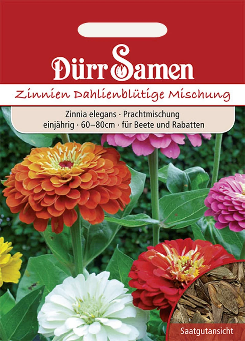 Zinnie Dahlienblütige Prachtmischung Saatgut