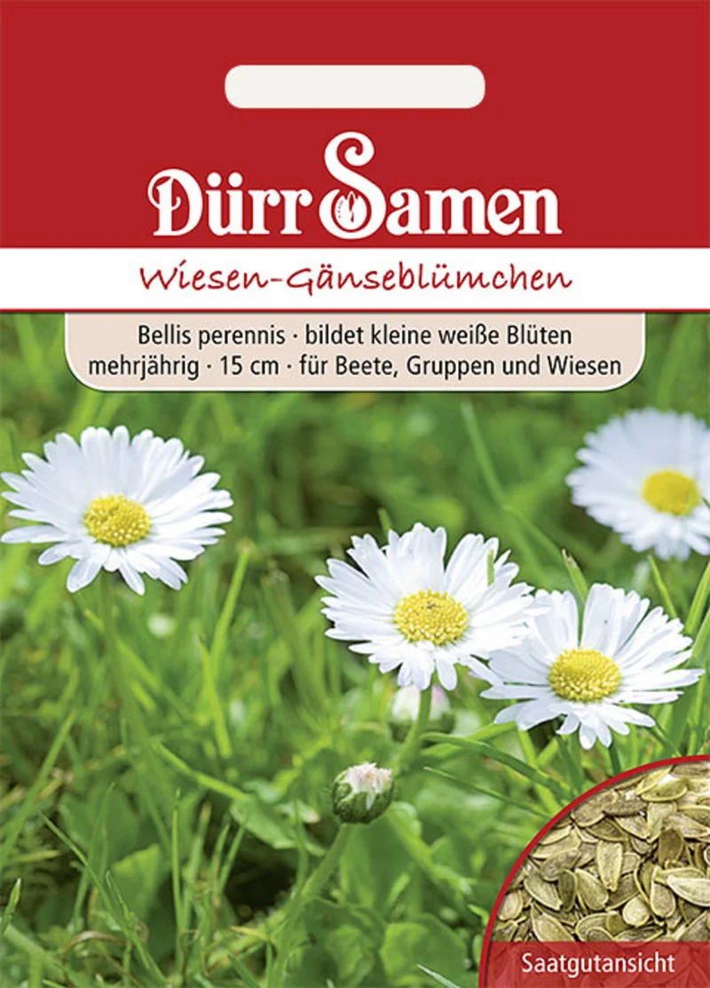 Wiesen Gänseblümchen weiß Saatgut