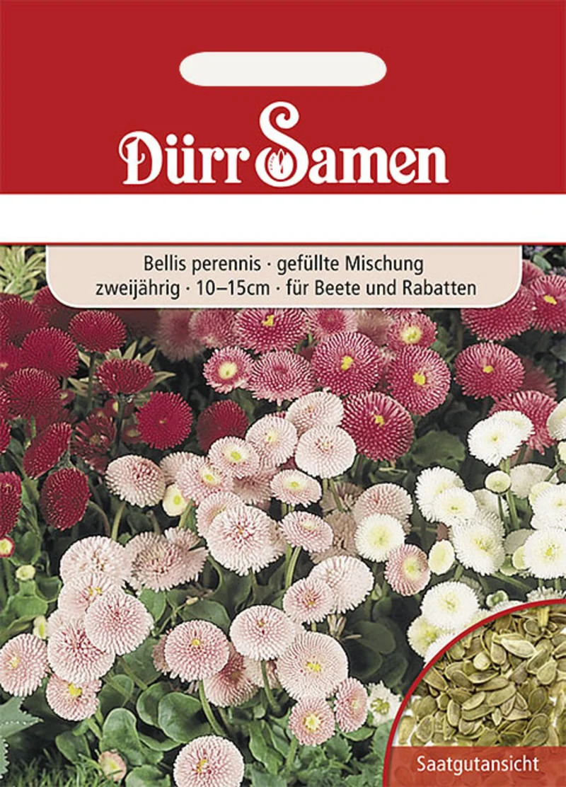 Gänseblümchen gefüllte Mischung Saatgut