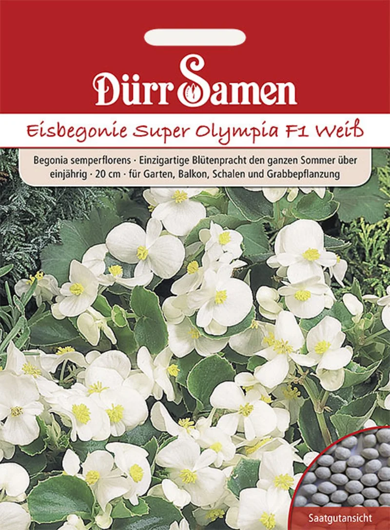 Eisbegonie Super Olympia F1 Weiß Saatgut