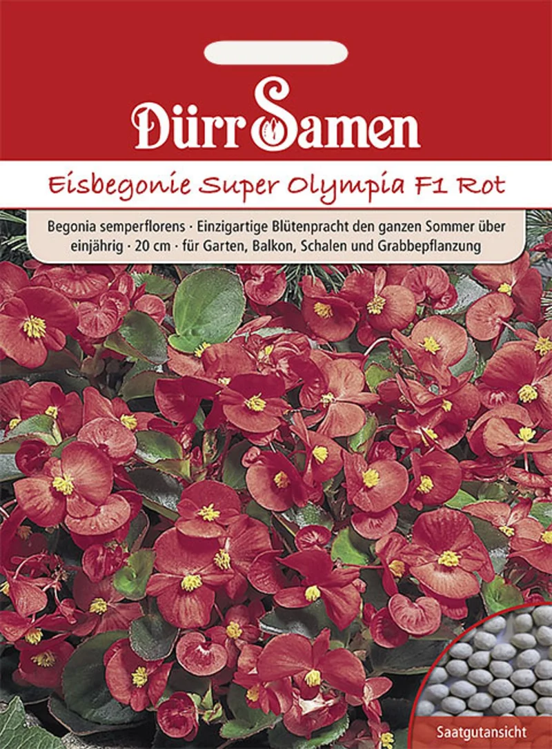 Eisbegonie Super Olympia F1 Rot Saatgut