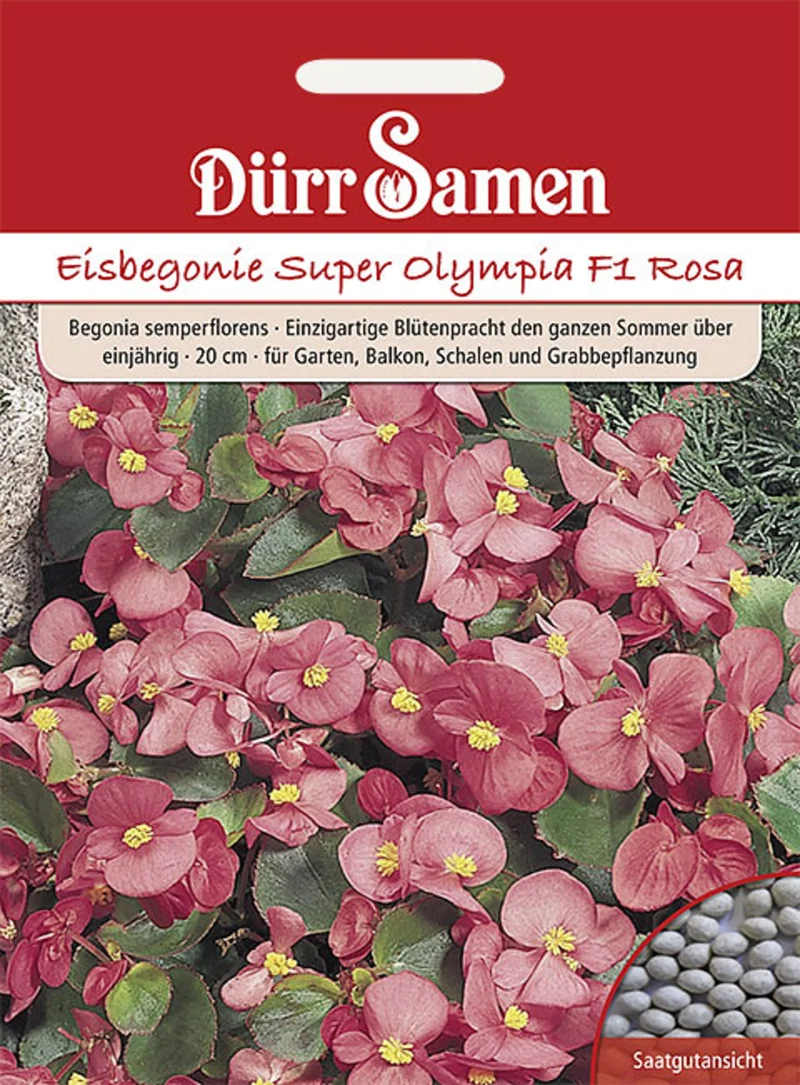 Eisbegonie Super Olympia F1 Rosa Saatgut