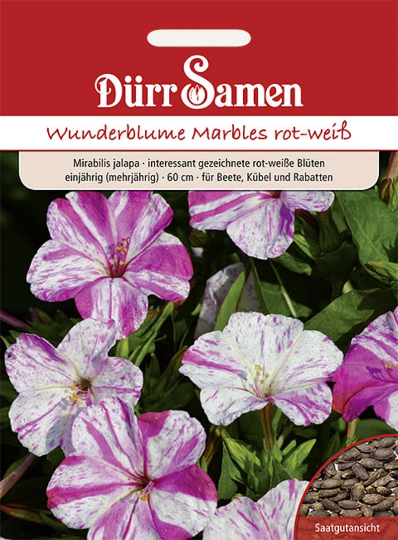 Wunderblume Marbles rot weiß Saatgut