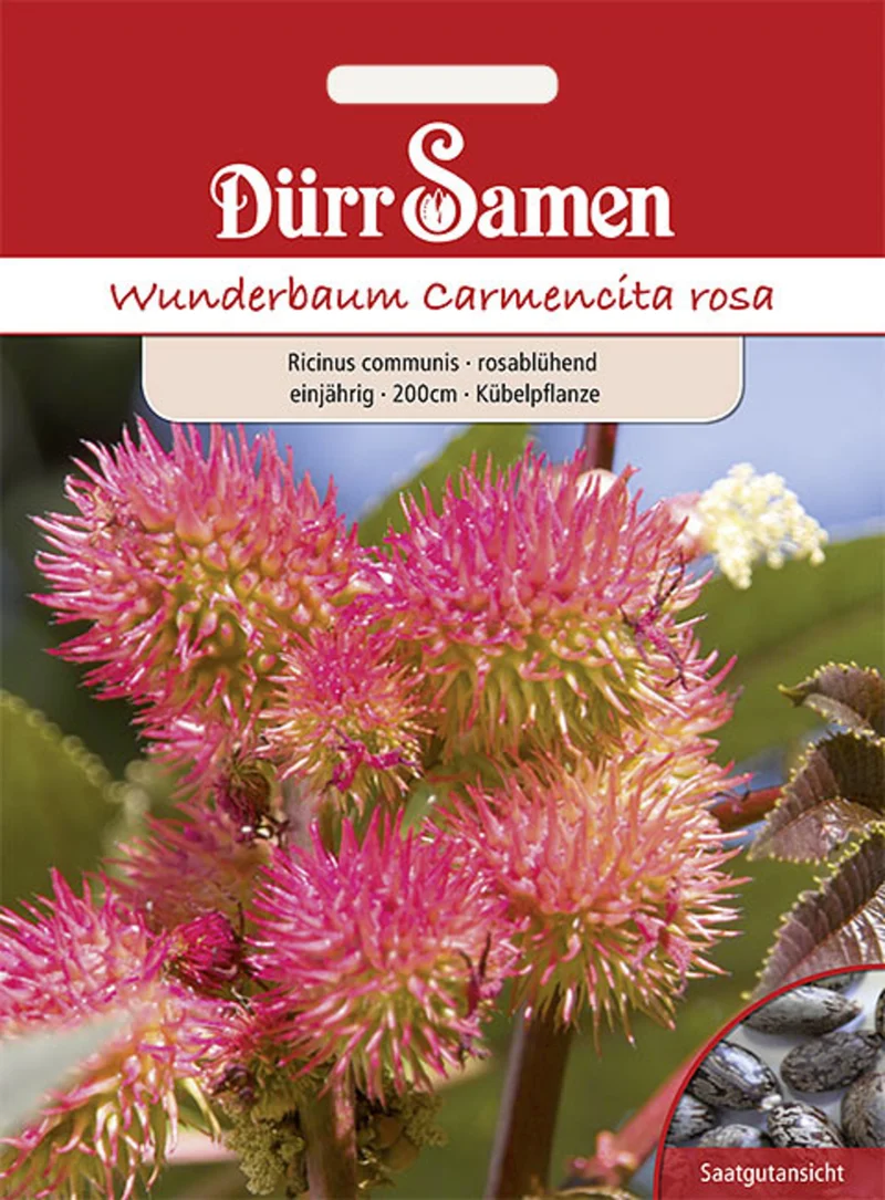 Wunderbaum rosablühend Saatgut