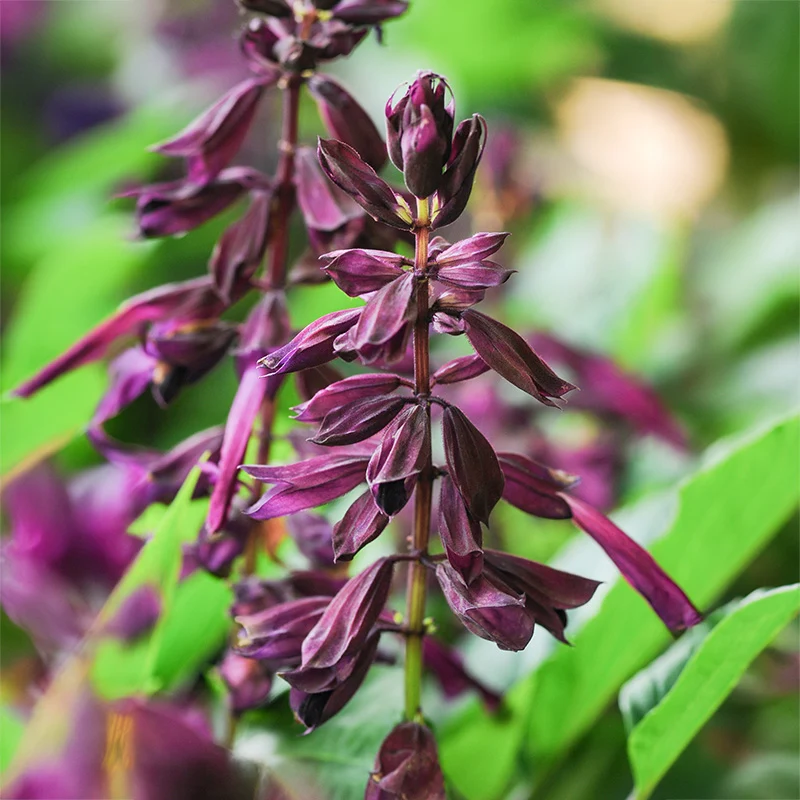 Salbei - Sizzler Purple