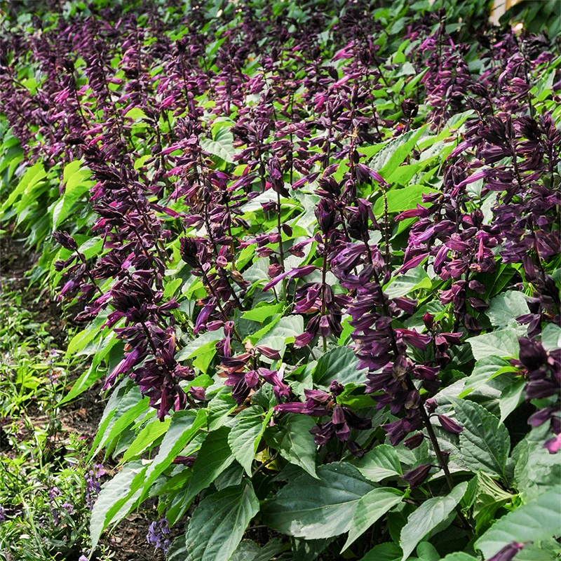 Salbei - Sizzler Purple