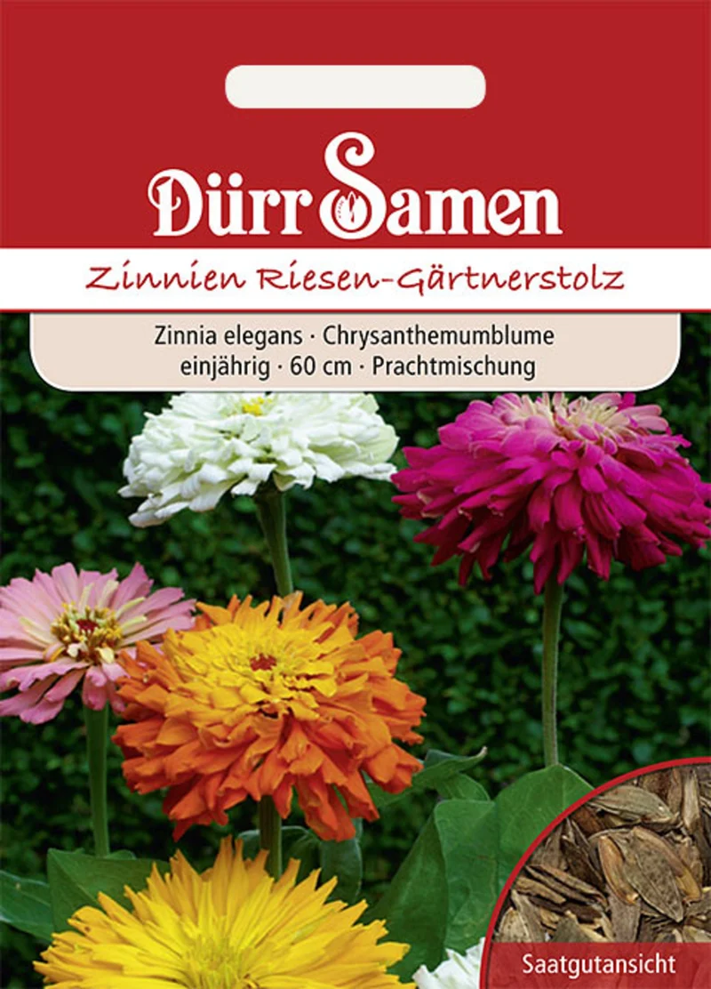 Zinnie Riesen Gärtnerstolz Saatgut