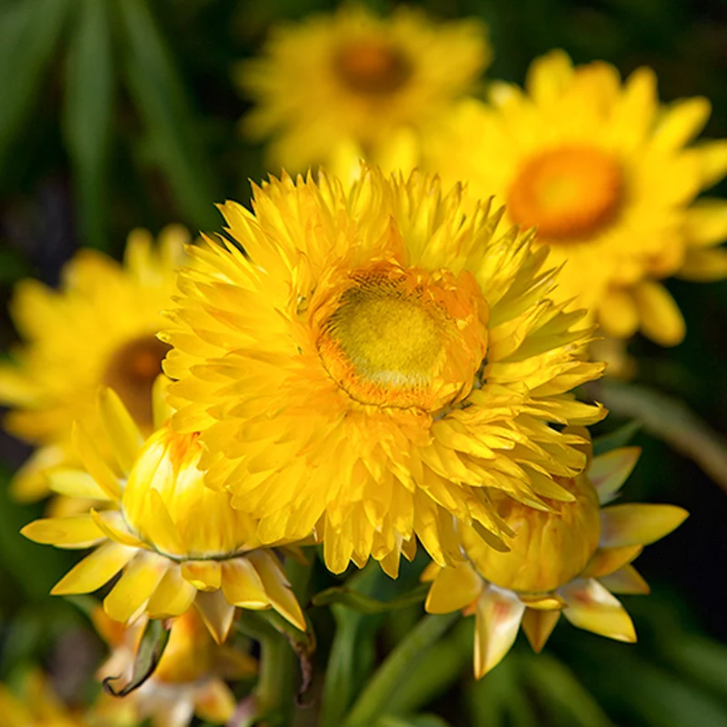 Strohblume - Hello Sunshine