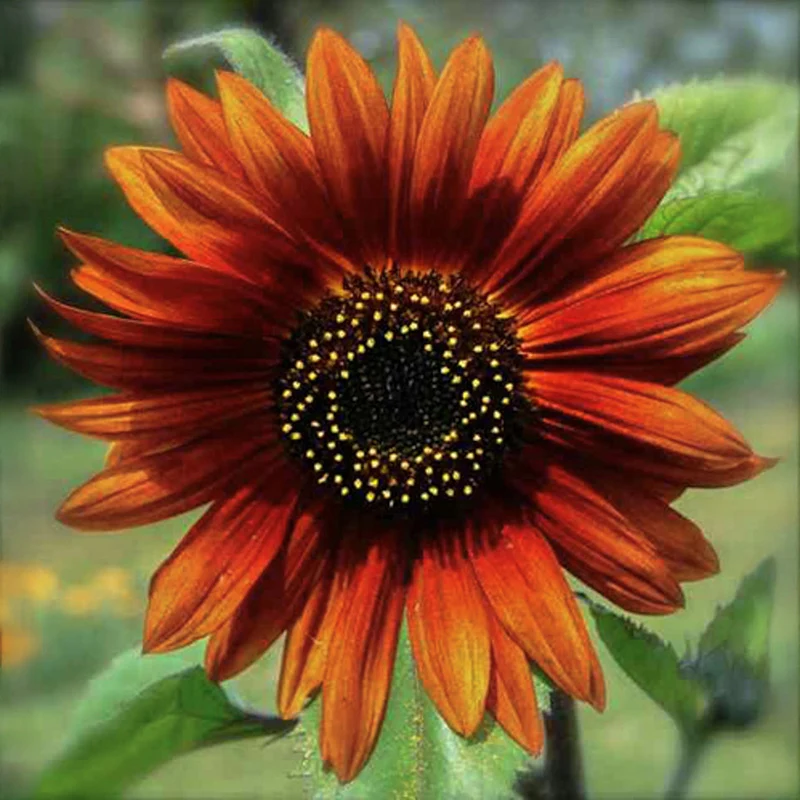 Sonnenblume - Earthwalker