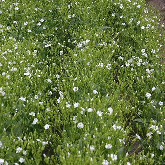 Seifenkraut - White Beauty