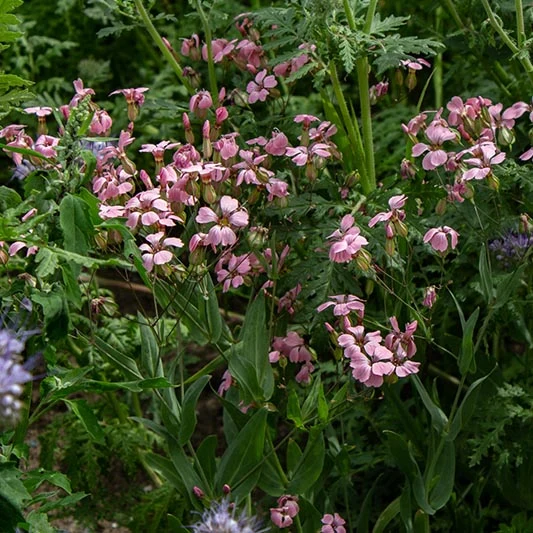 Seifenkraut - Pink Beauty