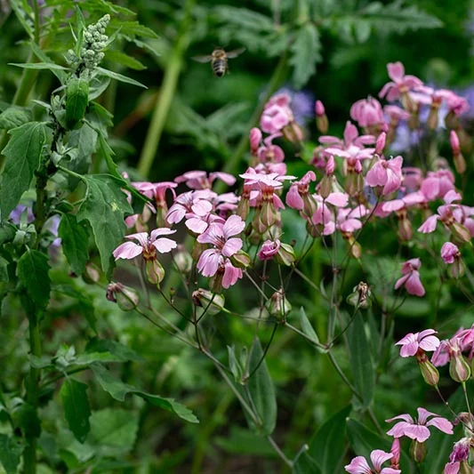 Seifenkraut - Pink Beauty