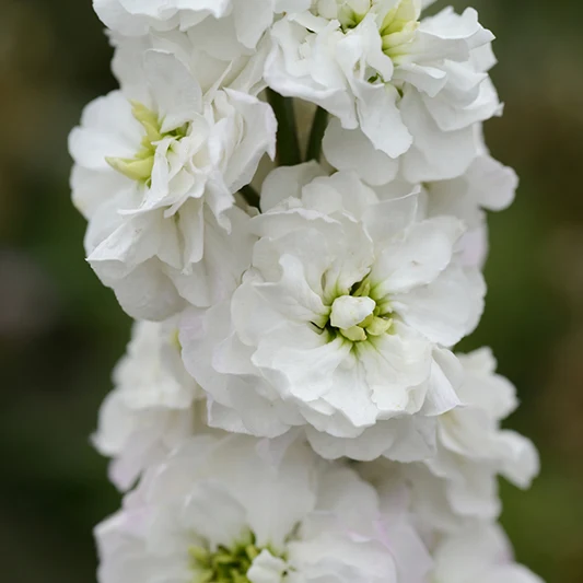 Levkoje - White Goddess - Matthiola incana