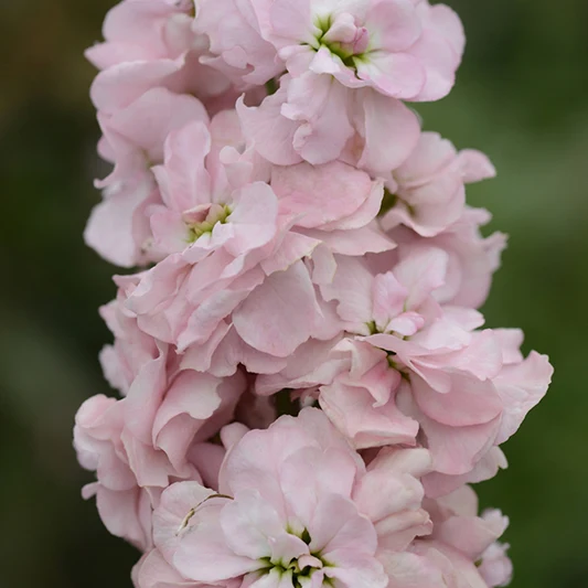Levkoje - Column Appleblossom