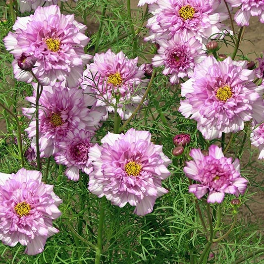 Schmuckkörbchen - Double Click Bicolour Pink