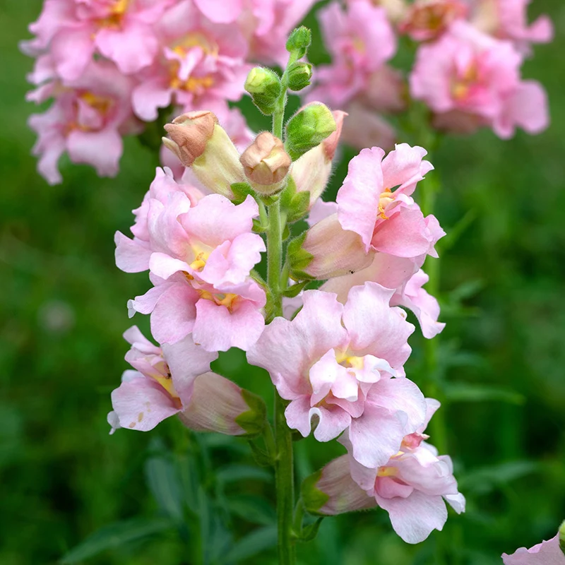 Löwenmäulchen - Madame Butterfly Pink F1
