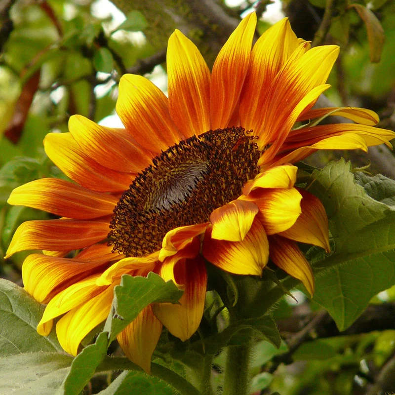 Sonenblume - Floren