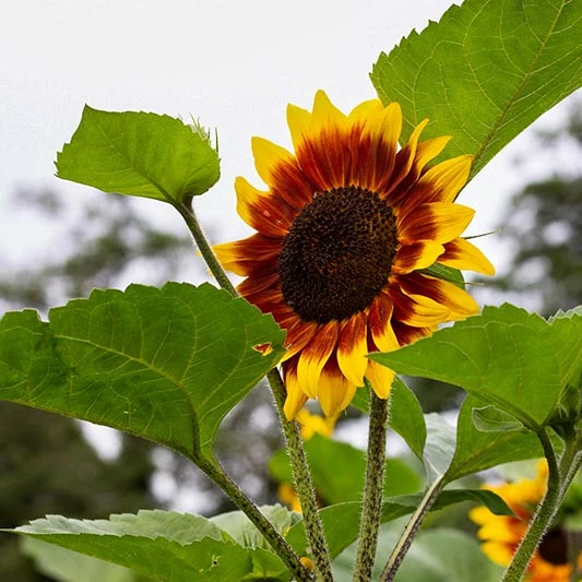 Sonenblume - Floren