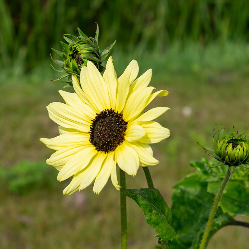 Sonnenblume - Italian White