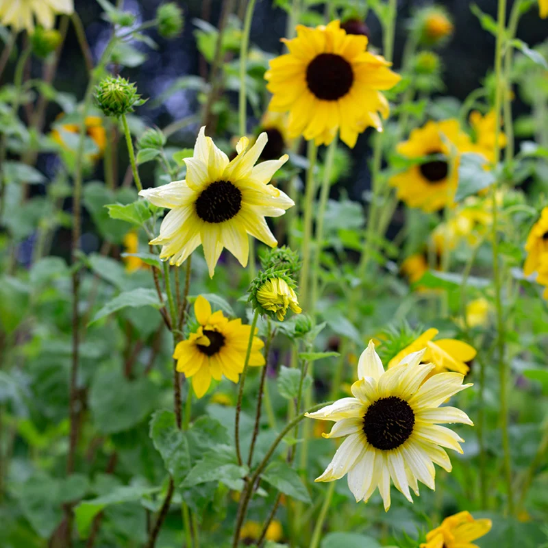 Sonnenblume - Esther