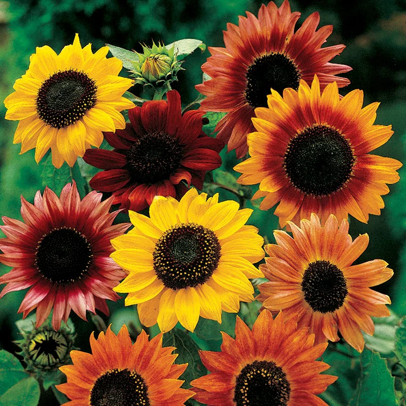 Sonnenblume - Dwarf Fantasy Mix