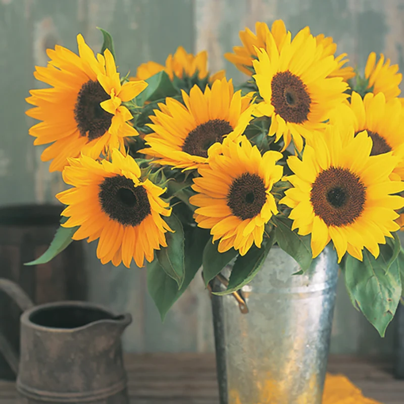 Helianthus annuus - Sonnenblume