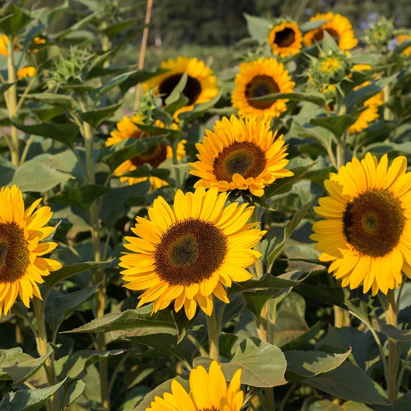 Sonnenblume - Sunrich Orange F1