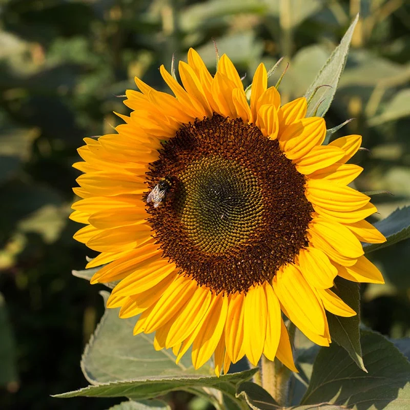 Sonnenblume - Sunrich Orange F1