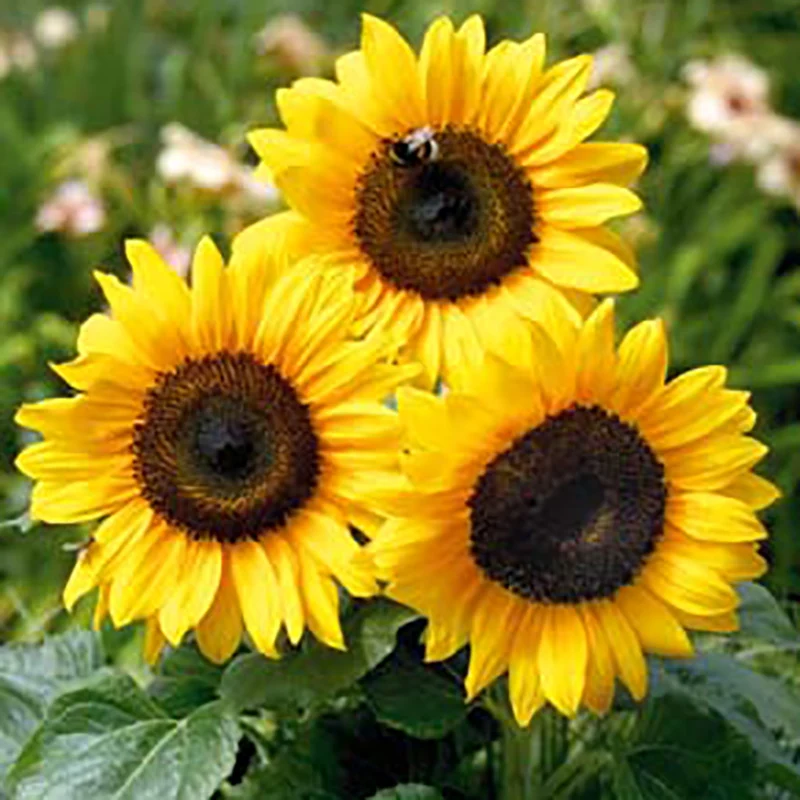 Sonnenblume - Bert