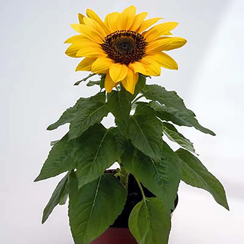 Sonnenblume - Bert