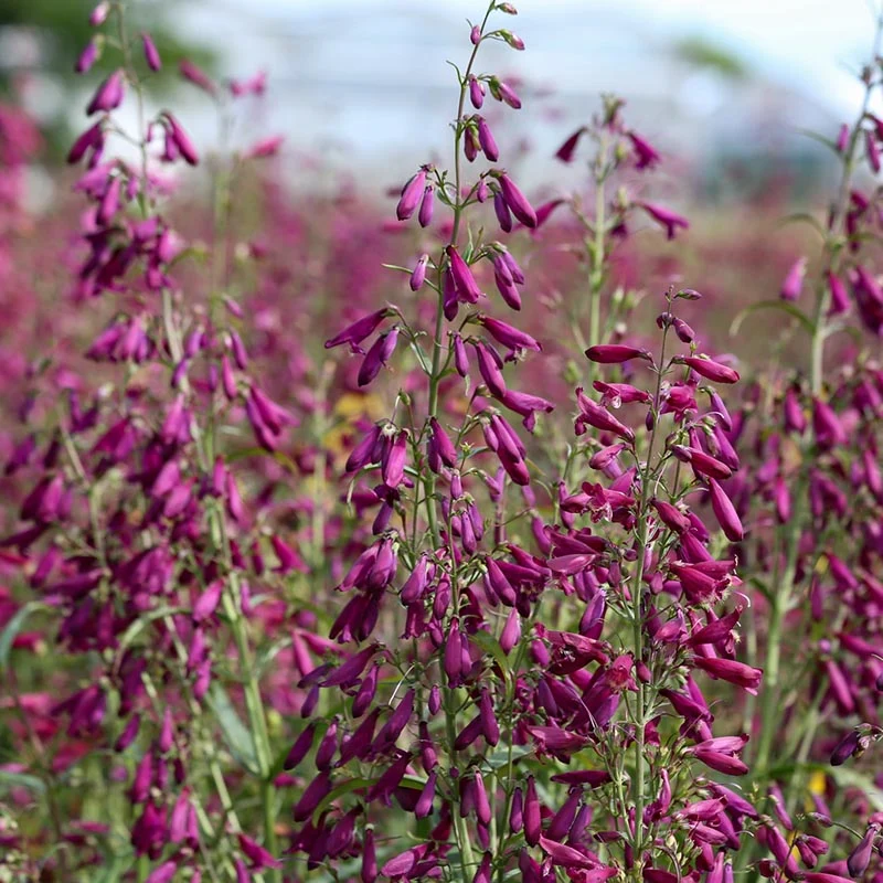 Bartfaden - Twizzle Purple
